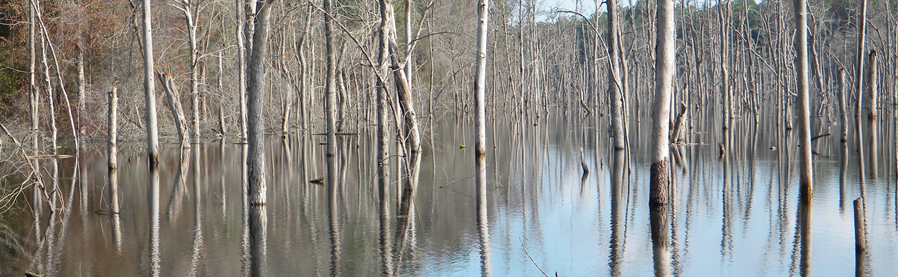 Woodland Area of Lake Naconiche Featuring High Water Zone